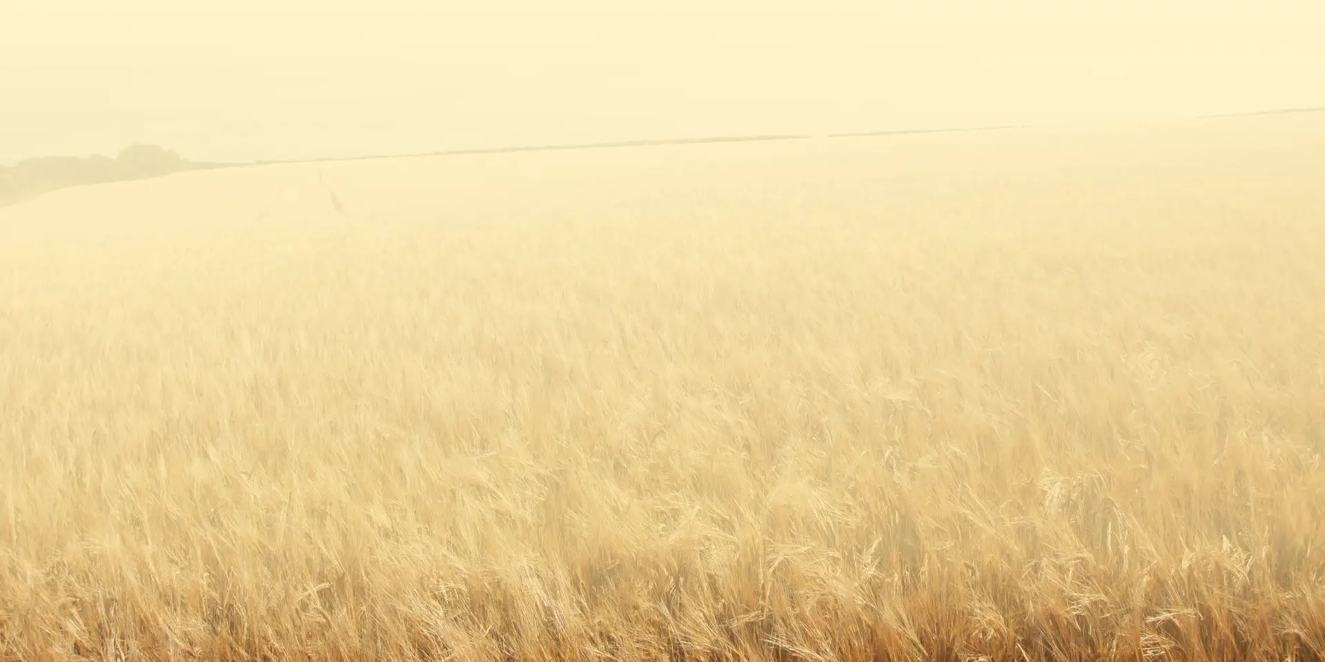 regenerative agriculture
